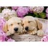 Ravensburger – Puppies & Kitties – 200 Piece Jigsaw Puzzle 2 Pack – XXL Pieces – Easier Assembly – Adorable, Huggable Pups & Kittens – Premium Quality – Ideal Gift – Screen-Free Fun – Children Age 8+