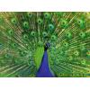 Ravensburger Colorful Animals – Peacock – 500 Piece Jigsaw Puzzle | A Brilliant Display of Feathers | Captivating Art for Puzzle Lovers | FSC-Certified