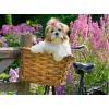 Ravensburger Feel Well & Puzzle: Sweet Little Dog 100 Piece Puzzle for Adults