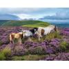 Ravensburger Wild Horses in The Heather 2000 Piece Puzzle for Adults