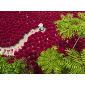 Ravensburger A Sea of Red 500 Piece Puzzle for Adults